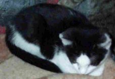 Achille