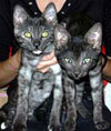 Bastet e Amon Ra
