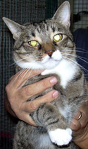 Carmencita