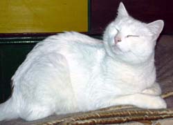 Chicco