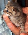 Ettore