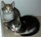 Flo e Tosca