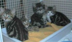 Giotto, Silvi, Bottolo, Filiberto