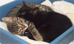 Hugo e Miki