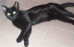 Mitzi