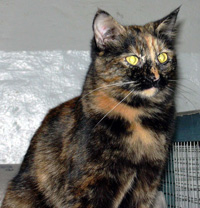 Muriel