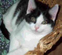 Ottavia