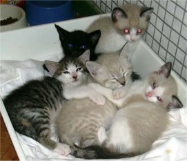 Tita roby Gigio Paki e Paolino