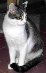 Ulisse