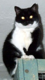 Veruska